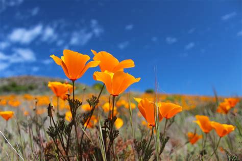 The Coolest Wildflowers in California