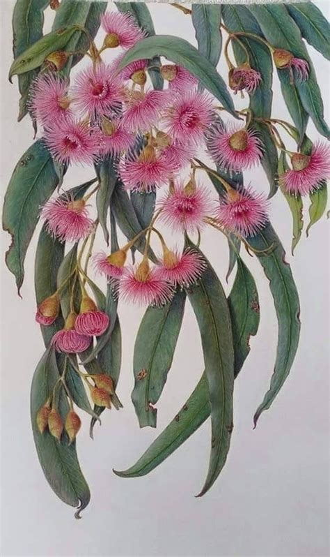 Boroondara australian blue gum eucalyptus unframed wall art print 1 portrait a2 594mm x420mm ...