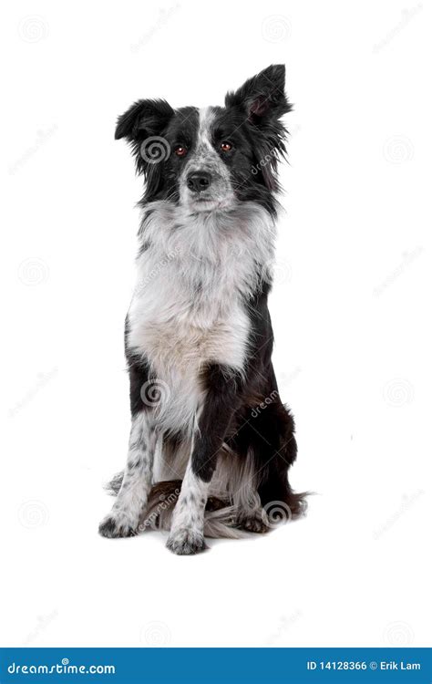 Border collie sheepdog stock photo. Image of looking - 14128366