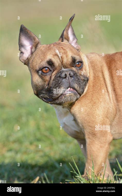 Fawn colored French Bulldog dog with amber eyes and pointy ears Stock Photo - Alamy