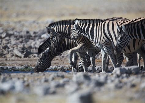 Namibia's wildlife highlights self-drive safari | Audley Travel