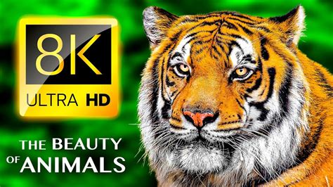 THE BEAUTY OF ANIMALS 8K ULTRA HD - YouTube