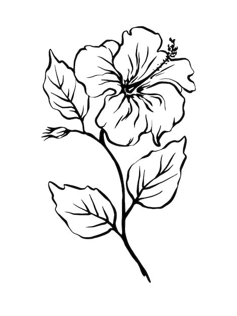 Hibiscus Flower Black And White Clipart