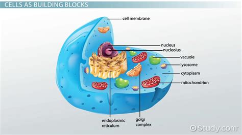 Nucleus In Plant Cell Under Microscope - Inside A Plant Cell Ccber ...