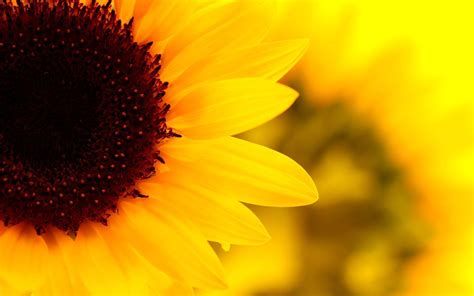 Sunflower Laptop Wallpapers - Top Free Sunflower Laptop Backgrounds ...