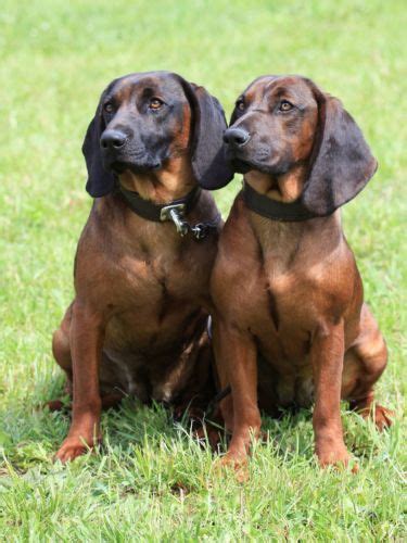 Double-Nosed Andean Tiger Hound vs Bavarian Mountain Hound - Breed ...