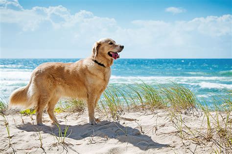 Dogs On The Beach -Town of Pawleys Island, SC