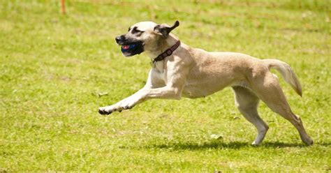 Glucosamine for Dogs: Everything You Need to Know | FOTP