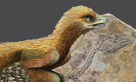 New flying dinosaur fossils found in China shed new light on how birds ...