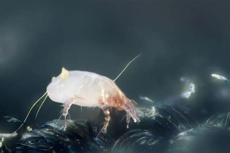 File:House dust mite (Dermatophagoides pteronyssinus).jpg - Wikimedia Commons