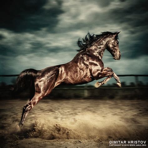 Beautiful wild stallion jumping in dust – equestrian photography on the stormy sky - 54ka [photo ...