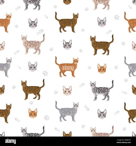 Cheetoh Cat seamless pattern. All coat colors set. All cat breeds ...