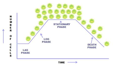 Something to Share :D: Bacterial Growth Curve