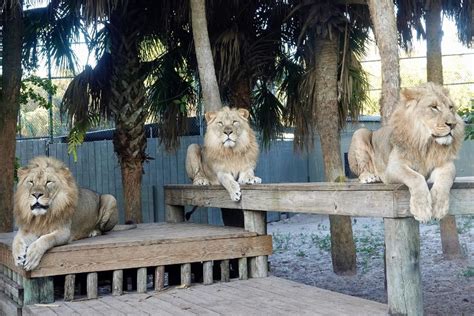 Welcoming Lions to Brevard Zoo - Brevard Zoo