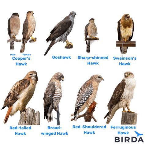 Cooper's Hawk Identification - Birda