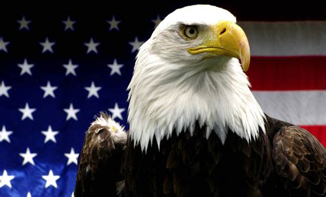 File:American Bald Eagle.jpg - Wikimedia Commons