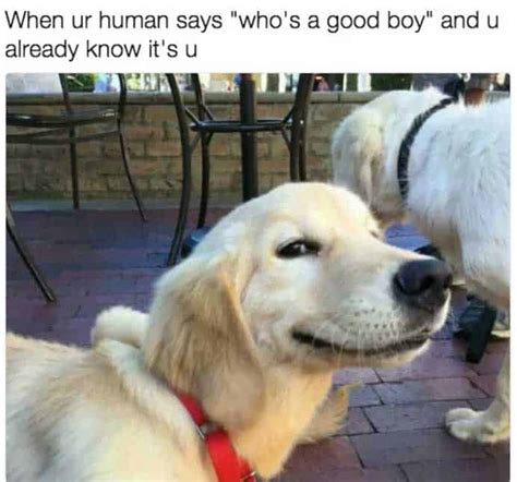 The 100 Funniest Dog Memes Of All Time (GALLERY)