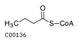 Butyryl CoA - Alchetron, The Free Social Encyclopedia