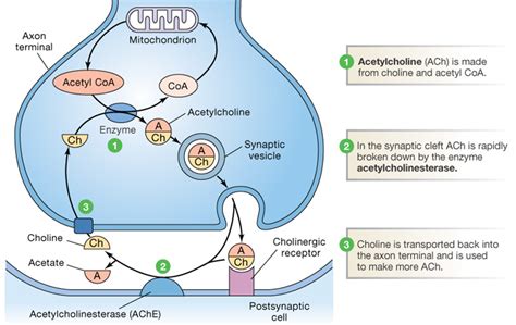 What is the role of acetylcholinesterase at a synapse? | Socratic