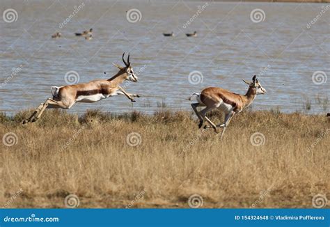 Springbok Antelope Jumping Royalty-Free Stock Image | CartoonDealer.com #43552750