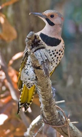 Wild South » Yellowhammer Woodpecker (Northern Flicker)