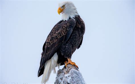 Fond d'écran Bold Eagle HD: Widescreen: haute définition: FullScreen