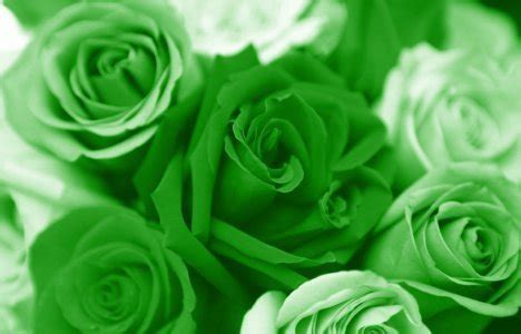 Green Roses - Flowers Photo (26242322) - Fanpop