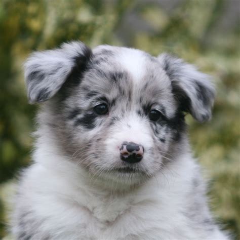 63+ Merle Australian Shepherd Border Collie Puppy - l2sanpiero