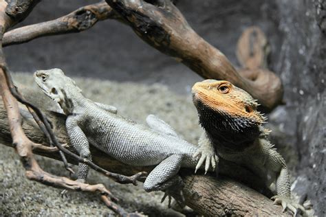 Bearded Dragons Mating