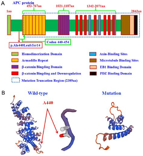 Structure modeling of the functional domains of APC protein. (A)... | Download Scientific Diagram