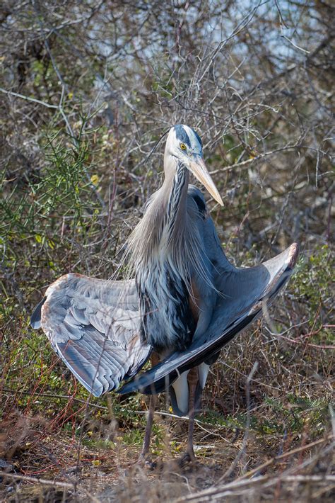 Heron | A Great Blue Heron warms its wings. | Greg Janée | Flickr