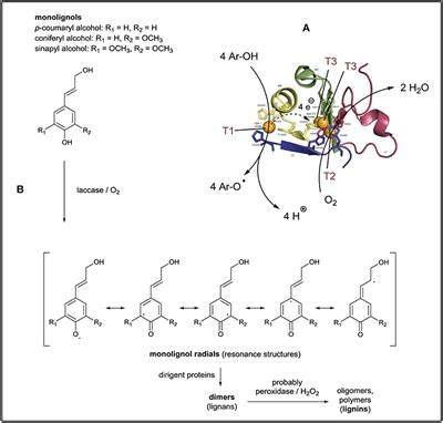 Frontiers | Synthesizing Polyaniline With Laccase/O2 as Catalyst