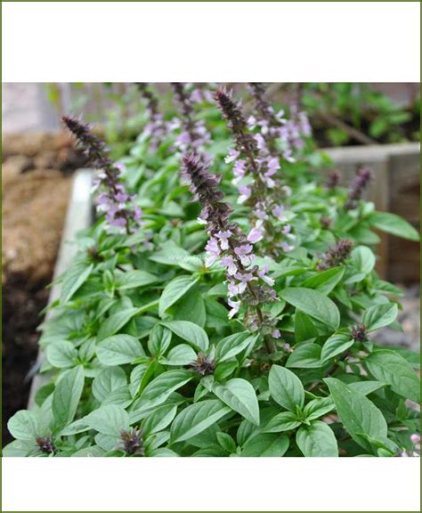 african blue basil uses - newfordtransitvan