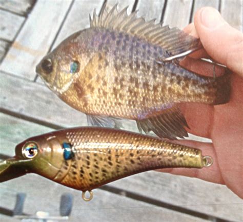 bluegill pattern - Best Hard Bait - TackleUnderground.com