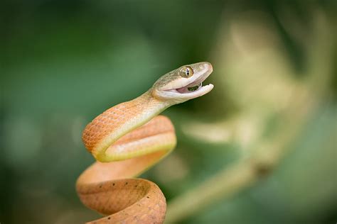 Boiga nigriceps [Black-headed Cat Snake] - a photo on Flickriver