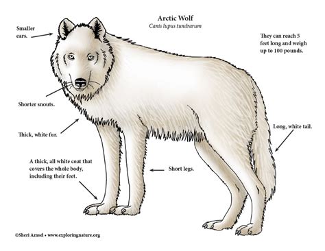 Wolf Anatomy Diagram