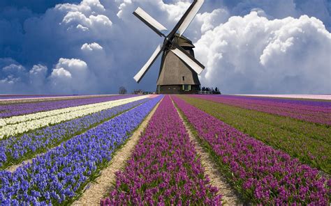 Huge Windmill Holland Tulip Fields HD Wallpaper | HD Nature Wallpapers