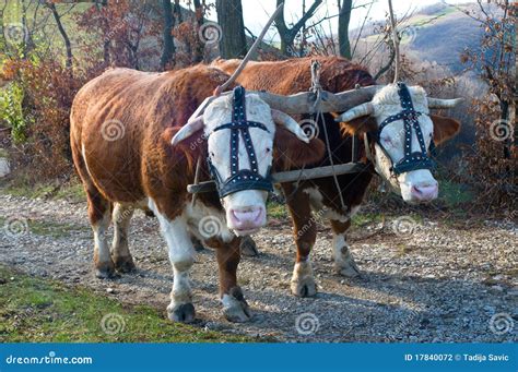 Pair Of Oxen Stock Photography - Image: 17840072