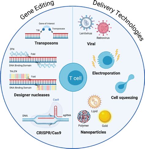 Delivery technologies for T cell gene editing: Applications in cancer immunotherapy - eBioMedicine