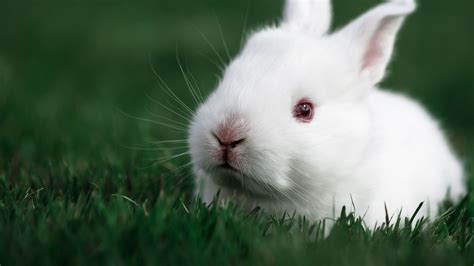 Cute Rabbit Wallpaper,HD Animals Wallpapers,4k Wallpapers,Images ...