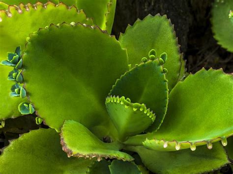 Leaf of life aka Miracle Plant With Many Uses - Things Guyana