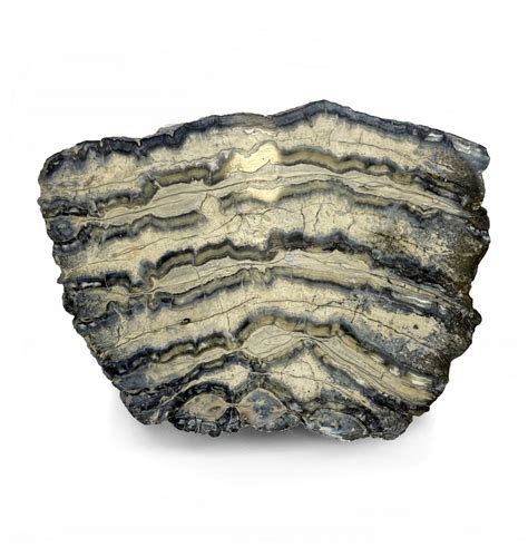 Fossils For Sale | Fossils-UK.com | Polished Columbian Mammoth Tooth ...