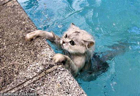 Swimming Cats Are So Funny (29 pics) - Izismile.com