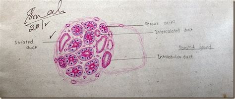 Histology Slides Database: parotid gland high resolution histology diagram