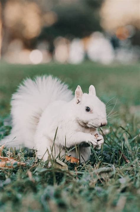 White (albino) Squirrel Meaning and 8 Symbolisms: Good Luck?