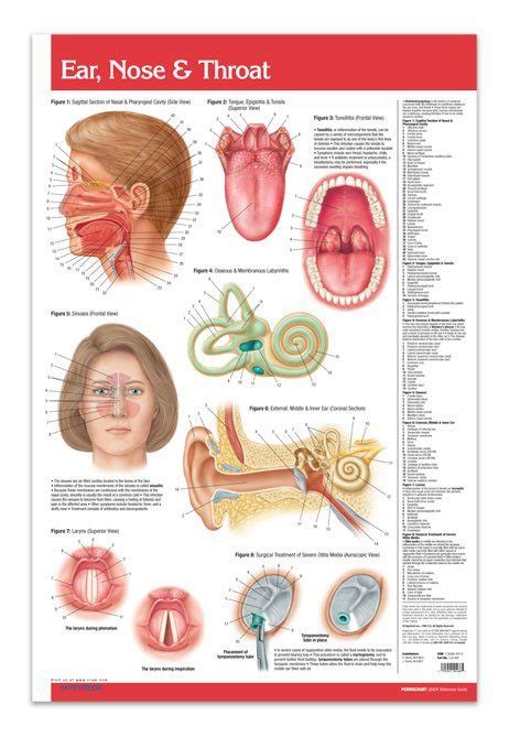 Ear Nose Throat Poster - 24" x 36" Laminated Quick Reference