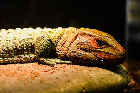 A day trip out to Monroe's Reptile Zoo | Seattle Refined