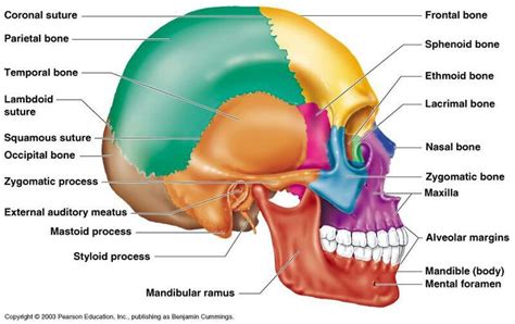 Human skull contain 22 bones | Anatomie, Anatomie knochen, Schädel anatomie