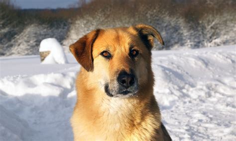 Exploring the Fascinating World of Dog Chinook - pawshaw