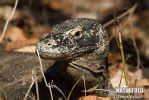 Komodo Dragon Komodo Island Monitor Photos, Komodo Dragon Komodo Island Monitor Images, Nature ...